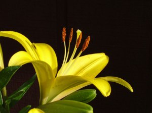 Yellow Flowers of Peace