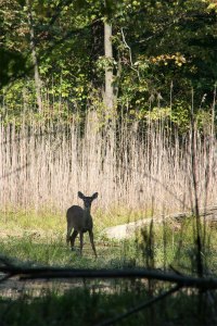 Deer at Mentor Marsh