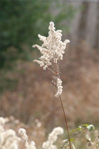 The seeds turn white