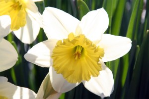 Hinckley Lake Daffodil