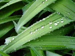 Diamond Drops on Emerald Leaf