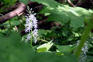 Forest Flower Forest Flower