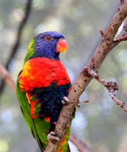 Lorikeet