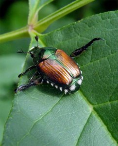 Japanese Beetle