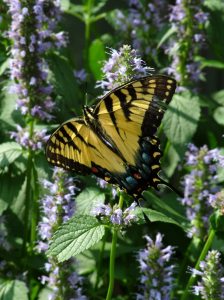 Swallowtail on Anise Hyssop