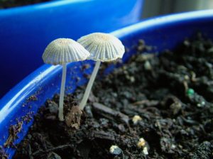 Tiny 'Shrooms