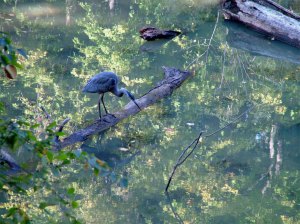 Heron Fishing Magical Waters