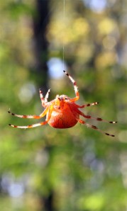 Along Came A Spider Along Came A Spider