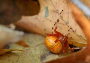 Spider Hideaway Spider Hideaway