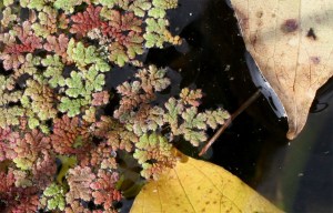 Tiny Autumn Tiny Autumn