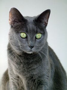 Photo: Tasha, cat. Photo by James Guilford.