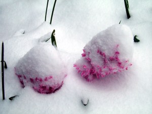 Hidden Hyacinths Hidden Hyacinths