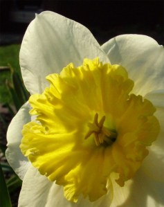 First Daffodil of Spring 2009