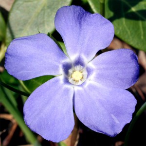 Periwinkle (Vinca minor)