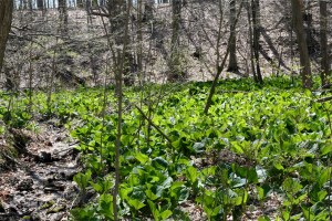 Eastern Skunk Cabbage