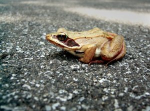 Wood Frog
