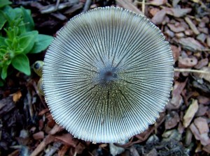 Mushroom Cap