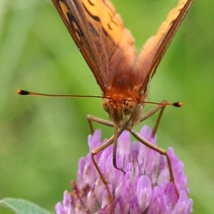 Fritillary Butterfly's Tongue