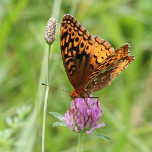 Fritillary Butterfly on Clover