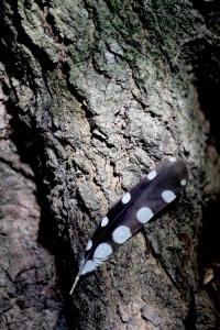 Feather_0147