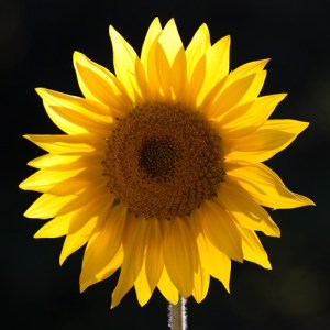 Favorite Sunflower
