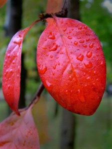 Red Leaf