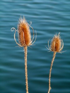 Thistle Heads on the Water