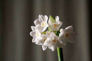 Paperwhites - Standard