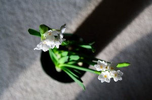 Paperwhites - Different