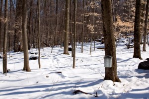 Sugar Bush
