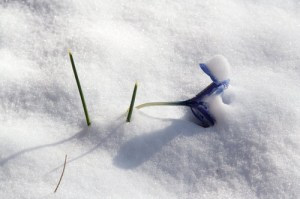 Not Down for the Count