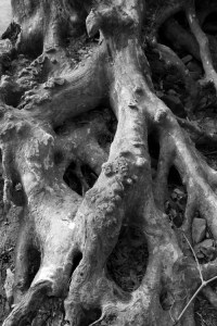 Sculpted Roots