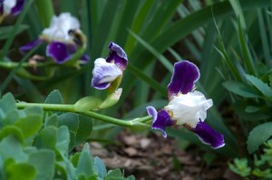 Olmsted Irises #4781