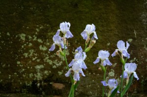 Olmsted Irises #4778
