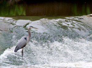 Falls Heron #4832