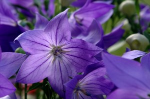 Balloon Flower #4848