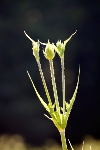 Morning Thistle #1468