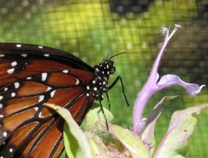 Creeping Butterfly #0232