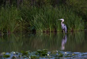 Sneaky Heron #1625