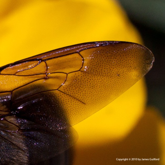 Photo: Cropped image showing details in bee's wing. Photo by James Gulford.