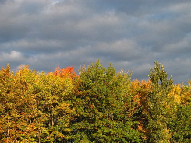 Photo: First color of autumn trees stands brilliantly illuminated against dark, clouded sky. Photo by James Guilford.