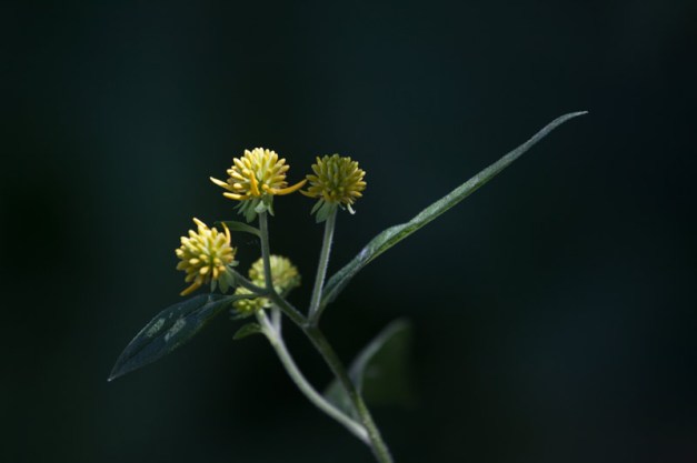Photo: A flowering plant poses as if in mid-dance. Photo by James Guilford.