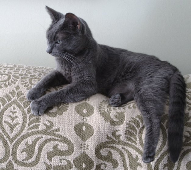 Photo: Tasha the cat appears to be ready to doze off. Photo by James Guilford