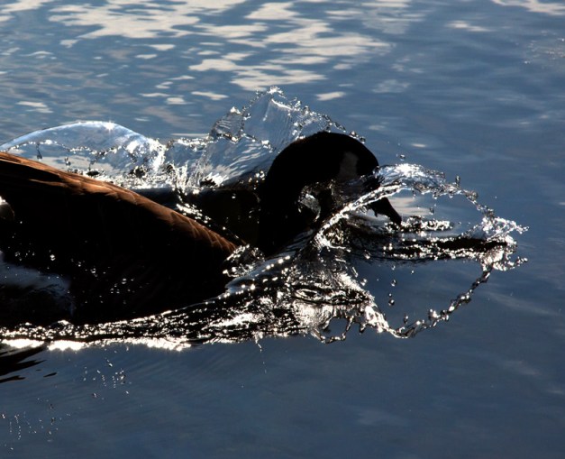 Kendall Splash #3029 Photo: A Canada Goose splashes the water as it enters the lake. Photo by James Guilford.