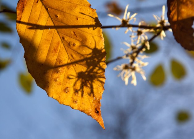 Kendall Leaf #3077 Photo: Shadows fall across an autumn leaf. Photo by James Guilford.