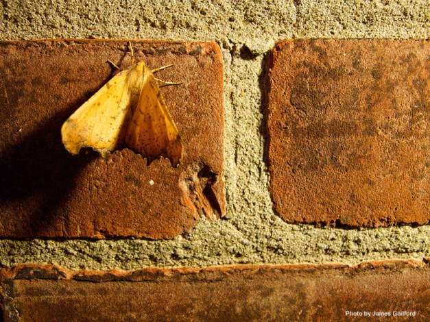 Photo: Moth clinging to a brick wall. Photo by James Guilford.