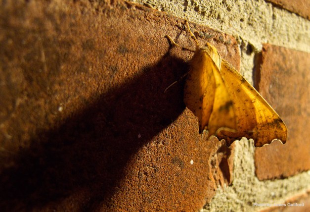 Photo: Moth clings to brick wall. Photo by James Guilford.