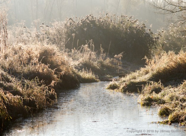 Photo: Frost-coated reeds and grasses near shallow waters. Photo by James Guilford.