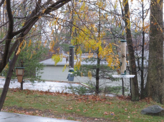 Photo: Birds on bird feeders. Photo by James Guilford.