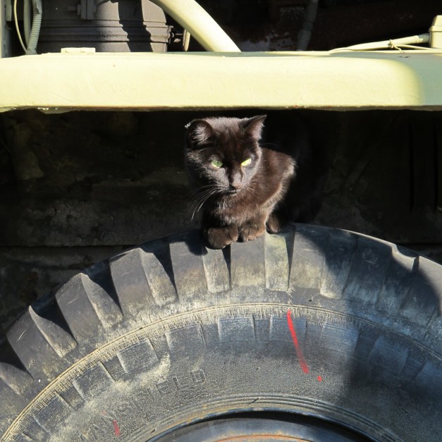 Photo: Black cat perches on the tire of a large vehicle. Photo by James Guilford.